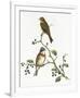 Emberiza Rustica-Aaron Ashley-Framed Art Print