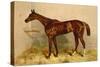 Emblem, Steeplechase Mare-Samuel Sidney-Stretched Canvas