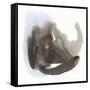 Embodiment II-Renee W. Stramel-Framed Stretched Canvas