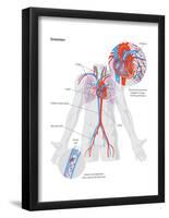 Embolism-Encyclopaedia Britannica-Framed Poster