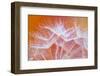 Embroideries-Marco Carmassi-Framed Photographic Print