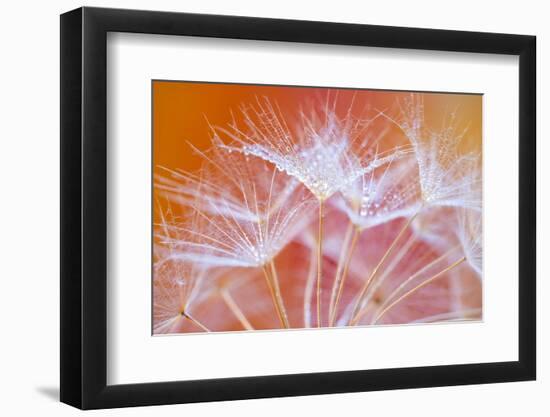 Embroideries-Marco Carmassi-Framed Photographic Print