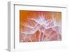 Embroideries-Marco Carmassi-Framed Photographic Print