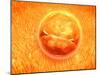 Embryo Development 24-36 Hours after Fertilization-null-Mounted Art Print