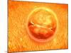 Embryo Development 24-36 Hours after Fertilization-null-Mounted Art Print