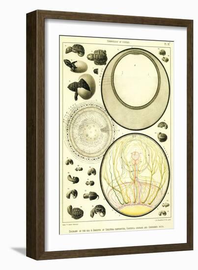 Embryonic Turtle Life-null-Framed Giclee Print