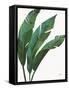 Emerald Banana Leaves I-Janelle Penner-Framed Stretched Canvas