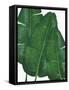 Emerald Banana Leaves II-Janelle Penner-Framed Stretched Canvas