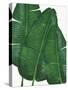 Emerald Banana Leaves II-Janelle Penner-Stretched Canvas