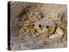 Emerald Beach Sand Crab, Lindergh Bay, St. Thomas, Us Virgin Islands, Caribbean-Cindy Miller Hopkins-Stretched Canvas