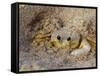 Emerald Beach Sand Crab, Lindergh Bay, St. Thomas, Us Virgin Islands, Caribbean-Cindy Miller Hopkins-Framed Stretched Canvas