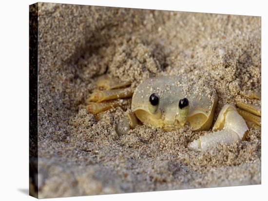 Emerald Beach Sand Crab, Lindergh Bay, St. Thomas, Us Virgin Islands, Caribbean-Cindy Miller Hopkins-Stretched Canvas