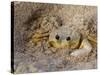 Emerald Beach Sand Crab, Lindergh Bay, St. Thomas, Us Virgin Islands, Caribbean-Cindy Miller Hopkins-Stretched Canvas
