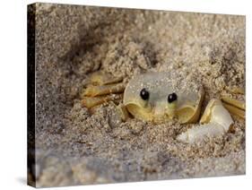 Emerald Beach Sand Crab, Lindergh Bay, St. Thomas, Us Virgin Islands, Caribbean-Cindy Miller Hopkins-Stretched Canvas