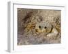 Emerald Beach Sand Crab, Lindergh Bay, St. Thomas, Us Virgin Islands, Caribbean-Cindy Miller Hopkins-Framed Photographic Print