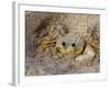 Emerald Beach Sand Crab, Lindergh Bay, St. Thomas, Us Virgin Islands, Caribbean-Cindy Miller Hopkins-Framed Photographic Print