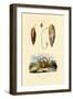 Emerald Crab, 1833-39-null-Framed Premium Giclee Print