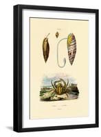 Emerald Crab, 1833-39-null-Framed Premium Giclee Print