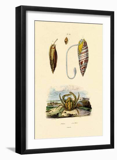 Emerald Crab, 1833-39-null-Framed Premium Giclee Print