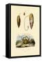 Emerald Crab, 1833-39-null-Framed Stretched Canvas