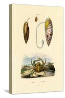 Emerald Crab, 1833-39-null-Stretched Canvas