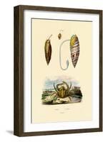Emerald Crab, 1833-39-null-Framed Giclee Print