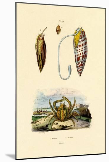 Emerald Crab, 1833-39-null-Mounted Giclee Print