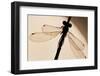 Emerald Damselfly {Lestes Sponsa}, Silhouette Against Water, Arne Nature Reserve, Dorset, UK-Ross Hoddinott-Framed Photographic Print