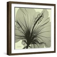 Emerald Hibiscus-Albert Koetsier-Framed Photographic Print