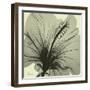Emerald Hibiscus-Albert Koetsier-Framed Photographic Print