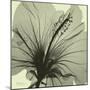 Emerald Hibiscus-Albert Koetsier-Mounted Photographic Print