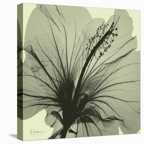 Emerald Hibiscus-Albert Koetsier-Stretched Canvas