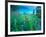 Emerald Lake, Yoho National Park, British Columbia-Rob Tilley-Framed Photographic Print