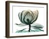 Emerald Magnolia 1-Albert Koetsier-Framed Photo