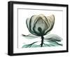 Emerald Magnolia 1-Albert Koetsier-Framed Photo