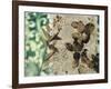 Emerald Nature 1-Matina Theodosiou-Framed Art Print