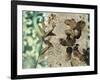 Emerald Nature 1-Matina Theodosiou-Framed Art Print