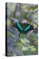 Emerald Swallowtail Butterfly, Native to the Philippines Bohol Island, Philippines-Keren Su-Stretched Canvas