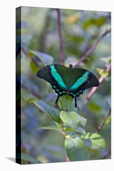 Emerald Swallowtail Butterfly, Native to the Philippines Bohol Island, Philippines-Keren Su-Stretched Canvas