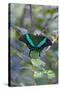 Emerald Swallowtail Butterfly, Native to the Philippines Bohol Island, Philippines-Keren Su-Stretched Canvas