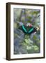 Emerald Swallowtail Butterfly, Native to the Philippines Bohol Island, Philippines-Keren Su-Framed Photographic Print