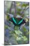 Emerald Swallowtail Butterfly, Native to the Philippines Bohol Island, Philippines-Keren Su-Mounted Photographic Print