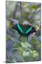 Emerald Swallowtail Butterfly, Native to the Philippines Bohol Island, Philippines-Keren Su-Mounted Photographic Print