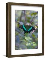 Emerald Swallowtail Butterfly, Native to the Philippines Bohol Island, Philippines-Keren Su-Framed Photographic Print