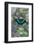 Emerald Swallowtail Butterfly, Native to the Philippines Bohol Island, Philippines-Keren Su-Framed Photographic Print
