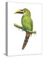 Emerald Toucanet (Aulacorhynchus Prasinus), Birds-Encyclopaedia Britannica-Stretched Canvas