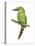 Emerald Toucanet (Aulacorhynchus Prasinus), Birds-Encyclopaedia Britannica-Stretched Canvas
