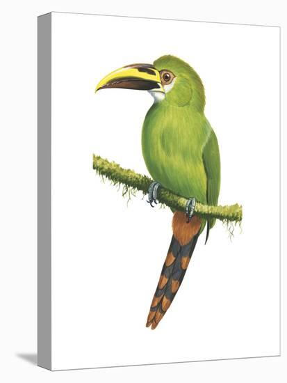 Emerald Toucanet (Aulacorhynchus Prasinus), Birds-Encyclopaedia Britannica-Stretched Canvas