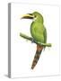 Emerald Toucanet (Aulacorhynchus Prasinus), Birds-Encyclopaedia Britannica-Stretched Canvas