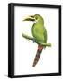 Emerald Toucanet (Aulacorhynchus Prasinus), Birds-Encyclopaedia Britannica-Framed Poster